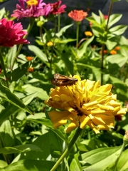 Polites themistocles