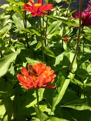 Polites themistocles