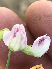 Lathyrus graminifolius