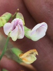Lathyrus graminifolius