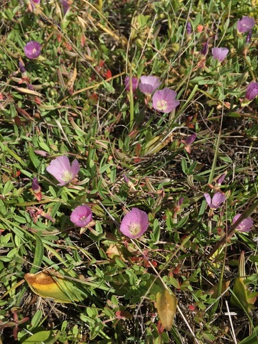 Prostrate clarkia (Clarkia prostrata)