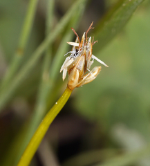 Trichophorum pumilum