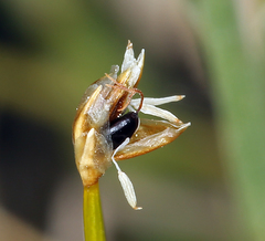 Trichophorum pumilum
