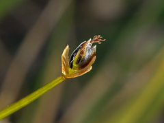 Trichophorum pumilum