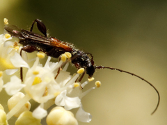 Molorchus longicollis