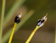 Trichophorum pumilum