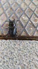 Lucanus barbarossa