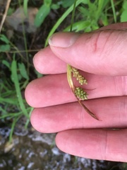 Carex pallescens