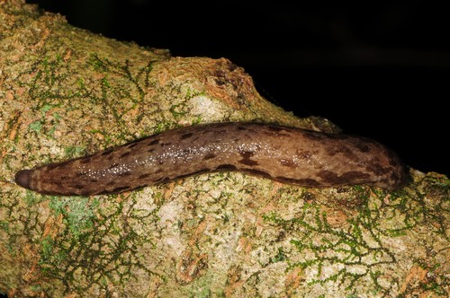 Changeable Mantleslug