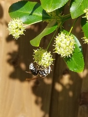 Dolichovespula maculata