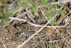 Aspidoscelis scalaris