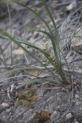 Lomandra multiflora dura