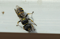 Ectemnius lituratus