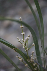 Lomandra multiflora dura