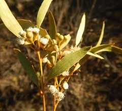 Eucalyptus gracilis