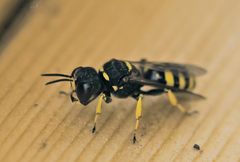 Ectemnius lituratus