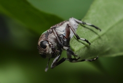 Phaenithon semigriseus