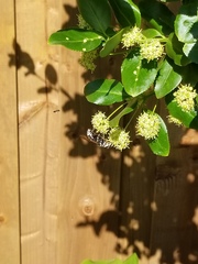 Dolichovespula maculata