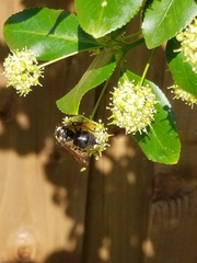 Dolichovespula maculata