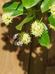 Dolichovespula maculata