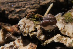 Strobilops