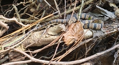 Nerodia sipedon pleuralis