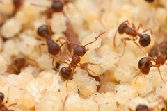 Pristomyrmex punctatus
