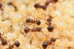 Pristomyrmex punctatus