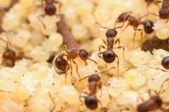 Pristomyrmex punctatus