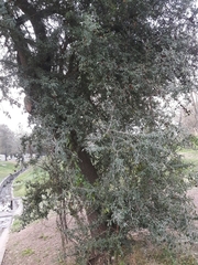 Sideroxylon obtusifolium