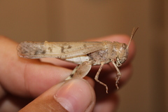 Dissosteira spurcata