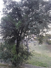 Sideroxylon obtusifolium