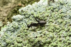 Camponotus concavus