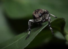 Phaenithon semigriseus