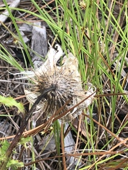 Cirsium repandum