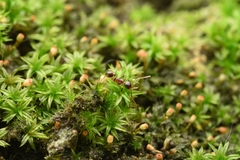 Pheidole nodus