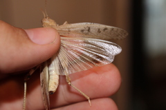 Dissosteira spurcata