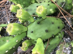 Opuntia drummondii