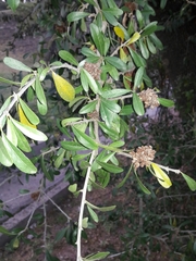 Sideroxylon obtusifolium