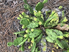 Opuntia drummondii