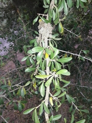 Sideroxylon obtusifolium