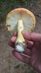 Amanita wellsii