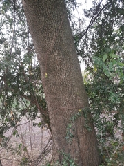 Sideroxylon obtusifolium