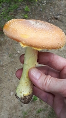 Amanita wellsii
