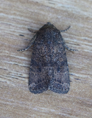 Abagrotis reedi