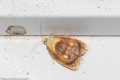 Acleris curvalana