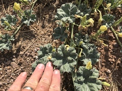 Apodanthera undulata