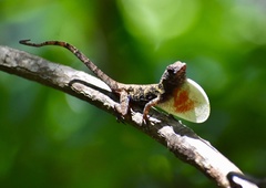 Anolis allogus