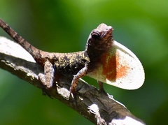 Anolis allogus