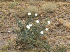 Argemone pleiacantha